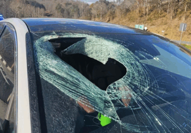 aigle laisse tomber un chat