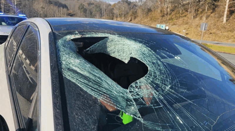 aigle laisse tomber un chat