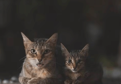 elle obtient une pension pour les chats du couple