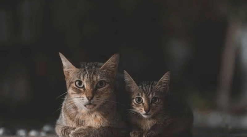 elle obtient une pension pour les chats du couple