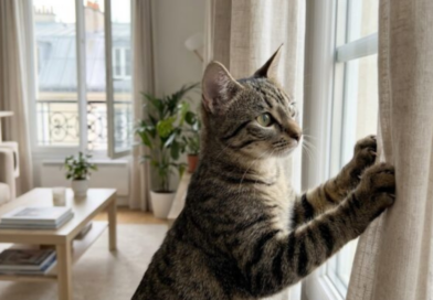 vol de chats en hausse