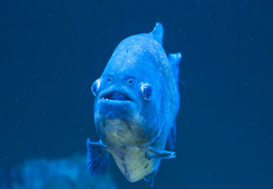 cransmantana incendie