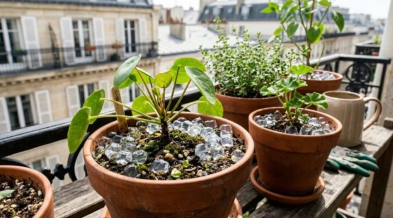 Un jeune Belge vient tout juste d’épouser une magnifique jeune femme. Le lendemain matin, ses amis le croisent par hasard et lui lancent « Alors, cette nuit de noces, ça a donné quoi » « Oh, je
