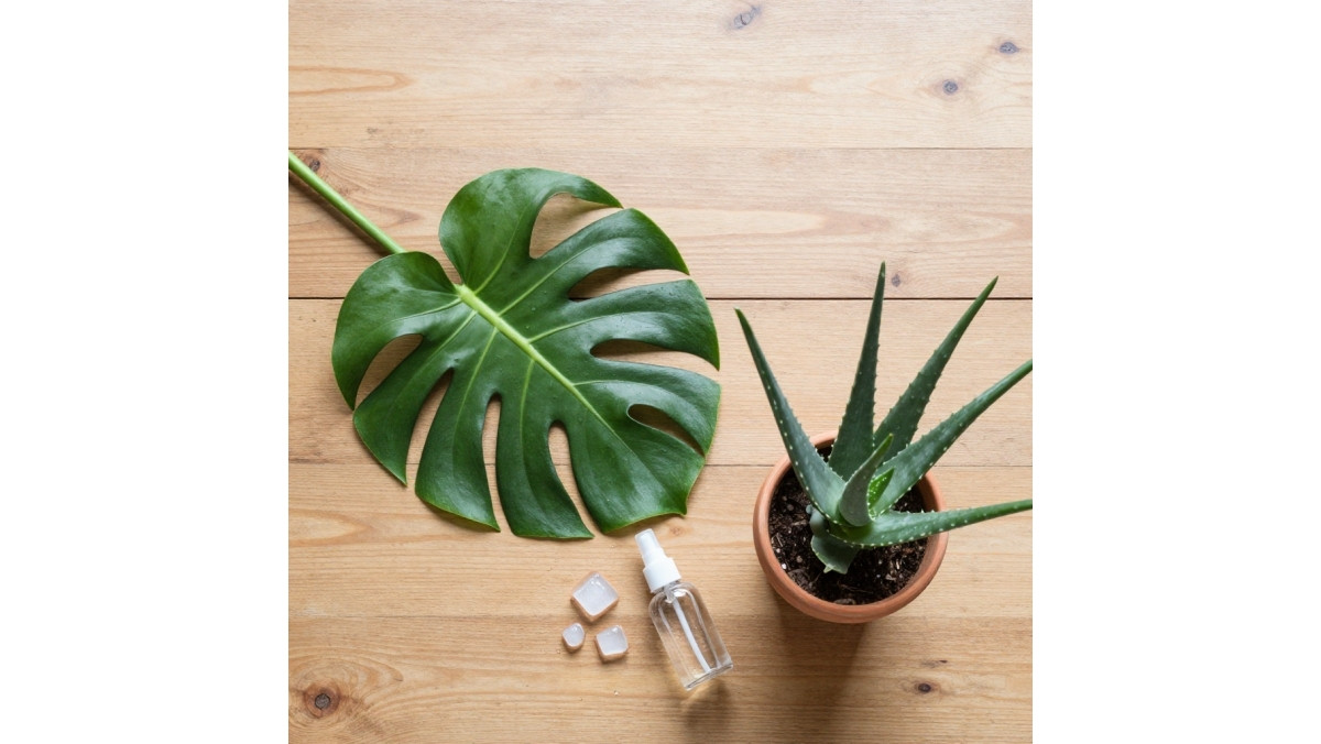 Plantes d'intérieur qui rafraîchissent l'air naturellement : palmier d'Arec, aloe vera et sansevière dans un salon lumineux en été