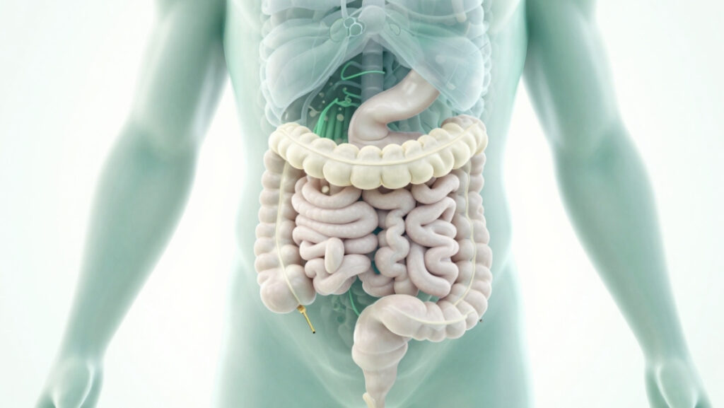 Illustration schématique du système digestif humain pour un article sur le traitement naturel et l'élimination des vers intestinaux