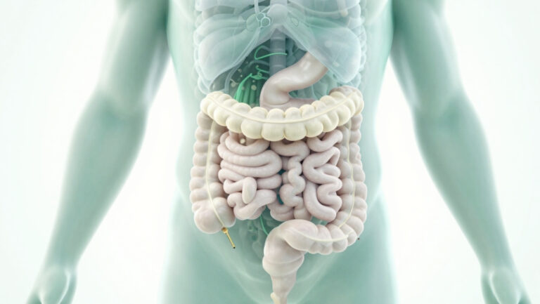 Illustration schématique du système digestif humain pour un article sur le traitement naturel et l'élimination des vers intestinaux